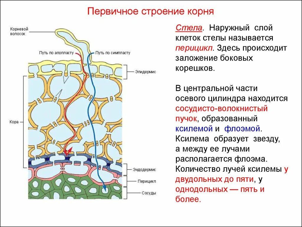 Транспорт воды по стеблю снизу вверх