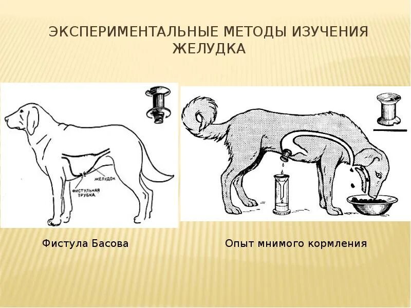 Экспериментальный метод исследования в биологии. Методы изучения жкт. методы изучения желудка. экспериментальные методы изучения желудка. экспериментальные методы исследования секреции желудочного сока.