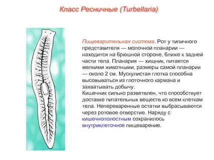 Пищеварительная система ресничных плоских червей