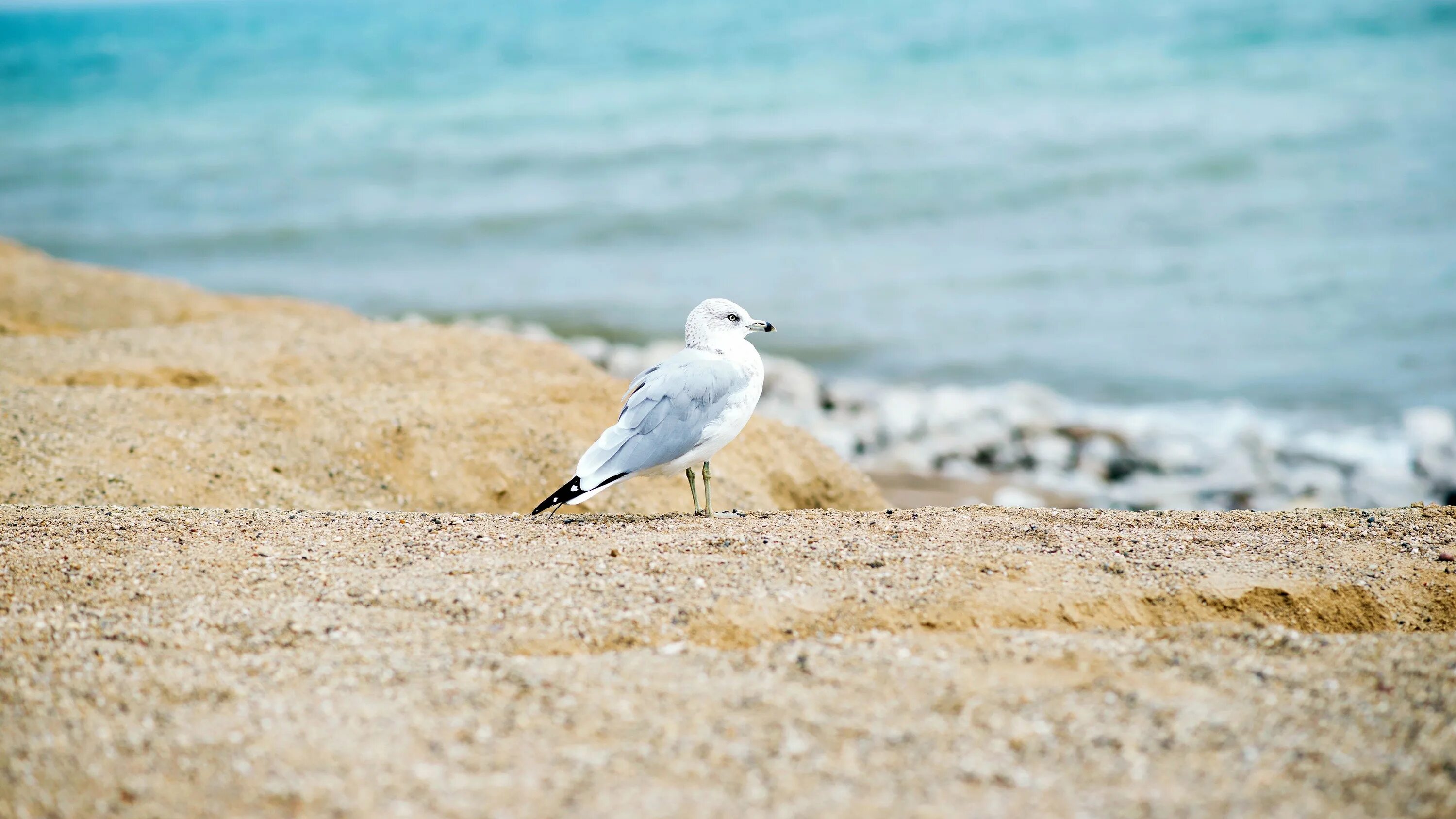 Чайка черноморская альбатрос. Чайка на берегу моря. Побережье море чайки. Море берег чайки. Чайка на берегу.