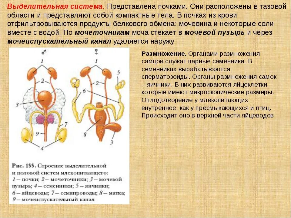 Мочеточники млекопитающих. Строение выделительной системы млекопитающих. Выделительная система животных млекопитающих. Мочевыделительная система млекопитающих схема. Строение мочевыделительной системы млекопитающих.