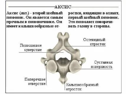 Атлант функция