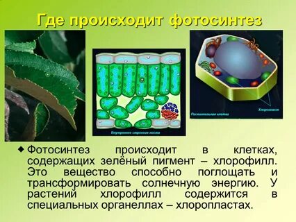 Содержит зеленый пигмент