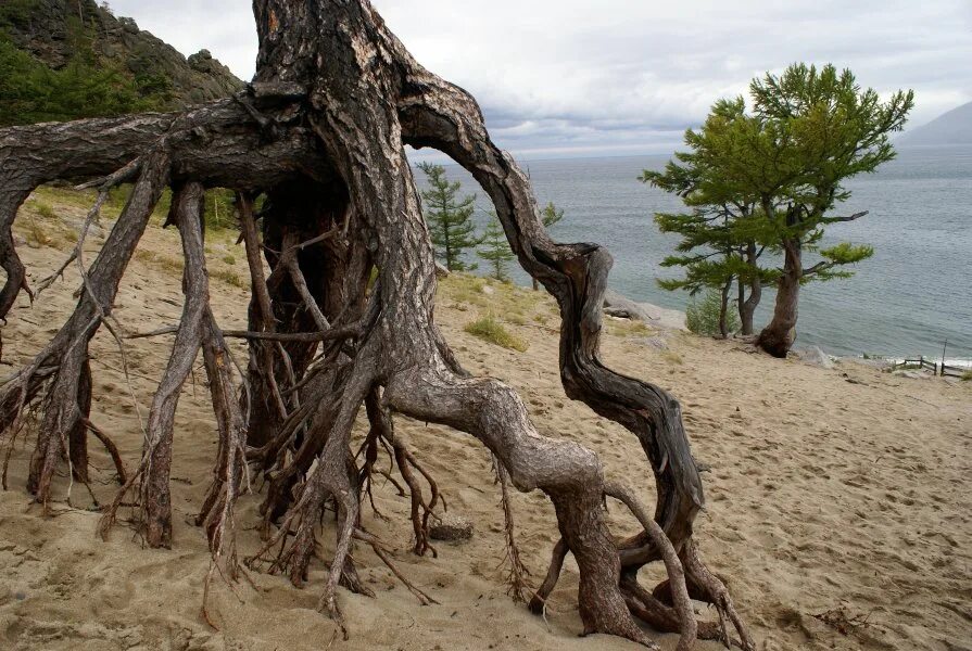 Огромный корень дерева. Ходульные деревья на Байкале. Корявое дерево. Кривое дерево. Сухое дерево.