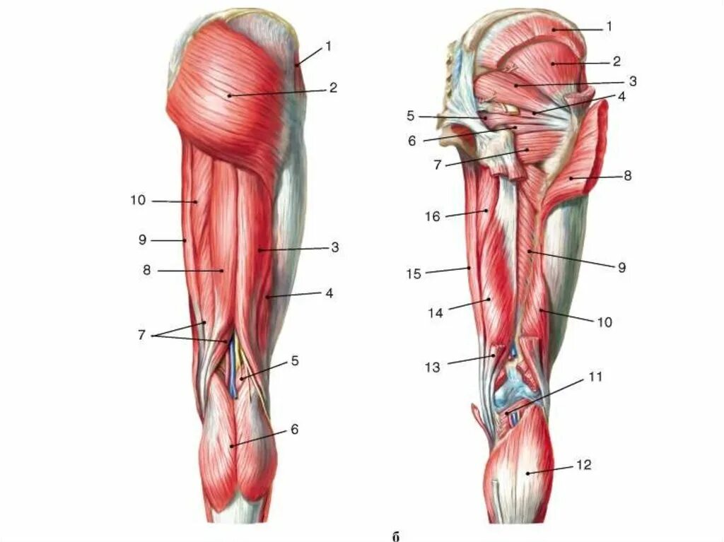 Глубокие мышцы бедра задняя группа. Анатомия мышц собаки тазовая конечность. Мышцы тазовой конечности лошади латеральная поверхность. Мышцы задних конечностей. Анатомия ноги мышцы и сухожилия.