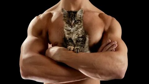 Muscle kitty