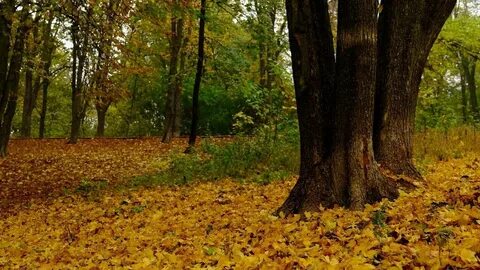 Опавшая листва в лесу 9