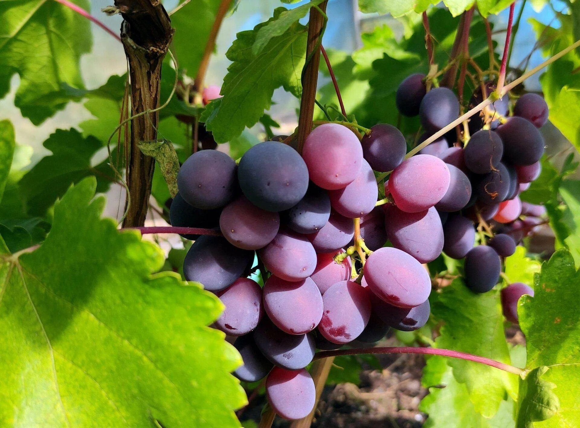 Виноград сеянец альфы. Виноград сорта самарский. Сорта винограда для самарской области. Виноград сорта самарский. Виноград волгоградский.