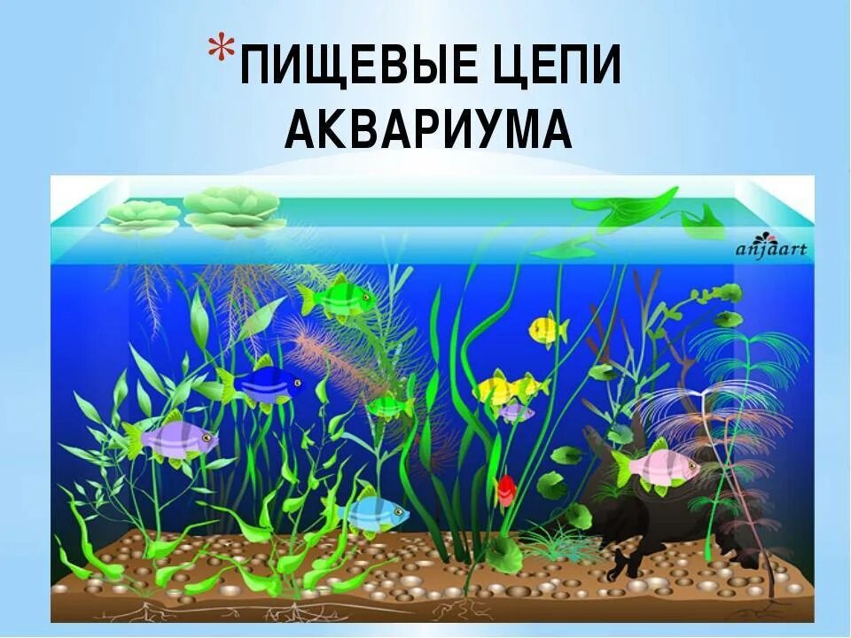 Живые организмы аквариума. Экосистема аквариума. Пищевые цепи в акарикие. Цепи питания в аквариуме. Пищевая цепочка в аквариуме.