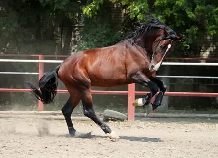 Unique horses