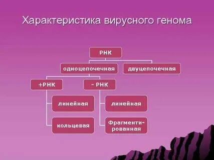 Рнк геномные вирусы
