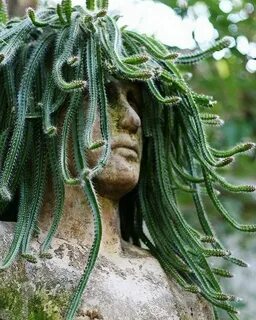 Head plant