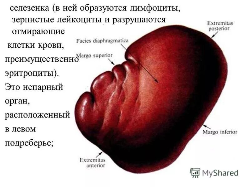 Части селезенки. Анатомия селезенки висцеральная поверхность. Диафрагмальная поверхность селезенки. Диафрагмальная поверхность селезенки анатомия.