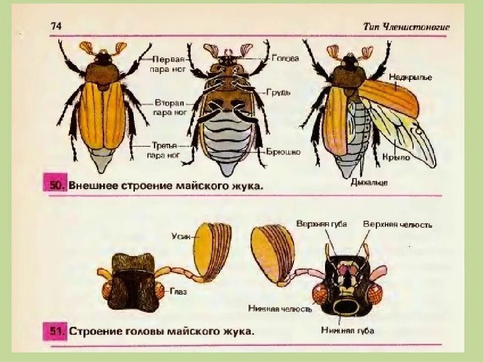 Лабораторная работа строение насекомого. Внешнее строение майского хруща. строение головы майского жука. внешнее строение майского жука. строение майского жука внешнее строение.