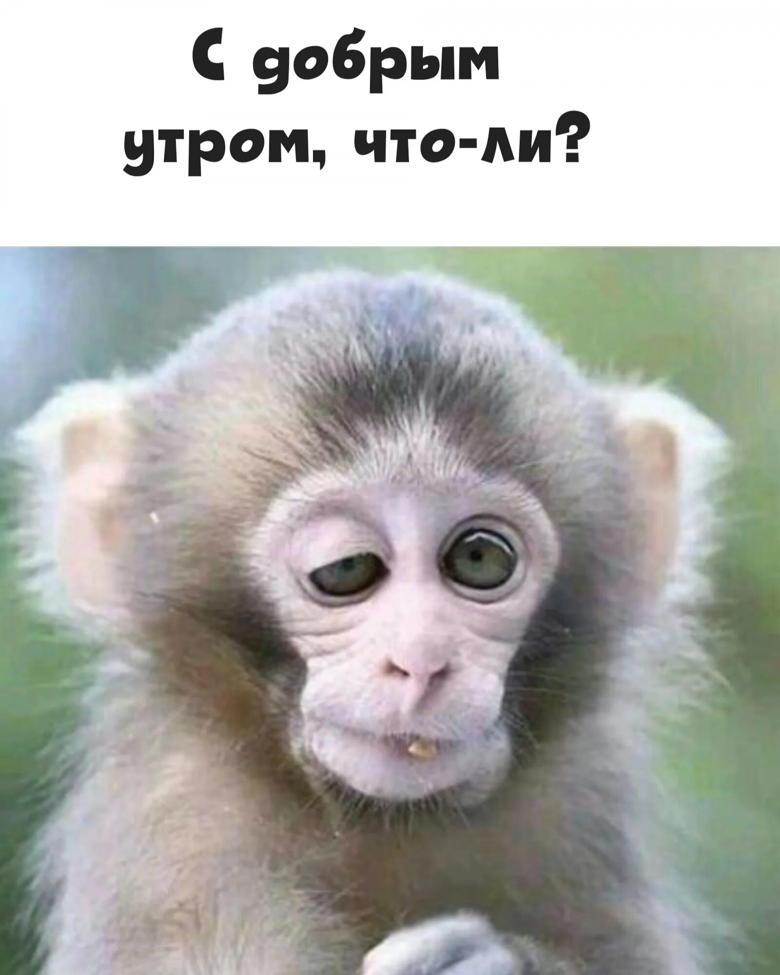 Доброе утро картинки обезьяны. Доброе утро картинки обезьяны