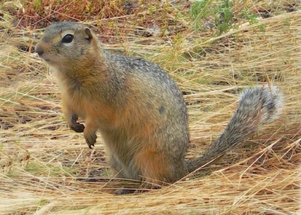 Зверек суслик. Большой суслик (Spermophilus Major). Суслик Степной. Амурский длиннохвостый суслик. Крапчатый суслик.