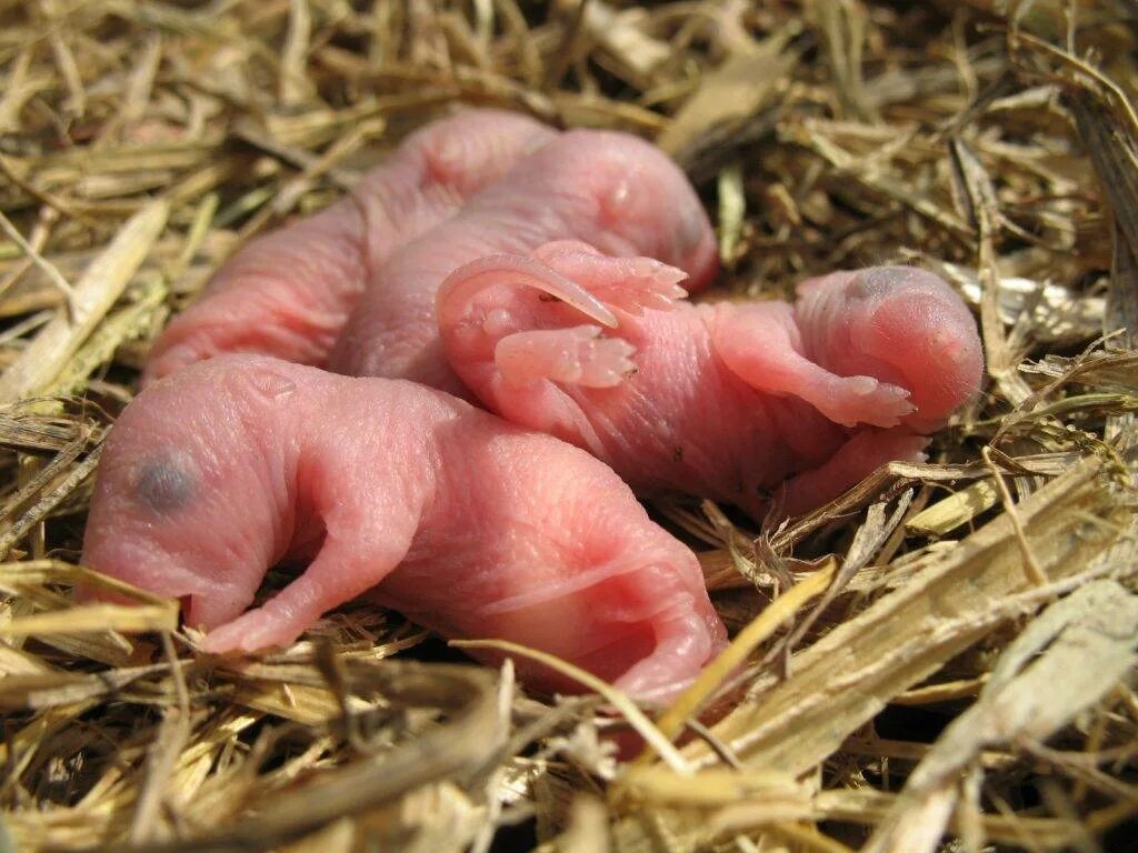 Новорожденные детеныши мыши. Детеныши полевки Новорожденные. Детеныш мыши.