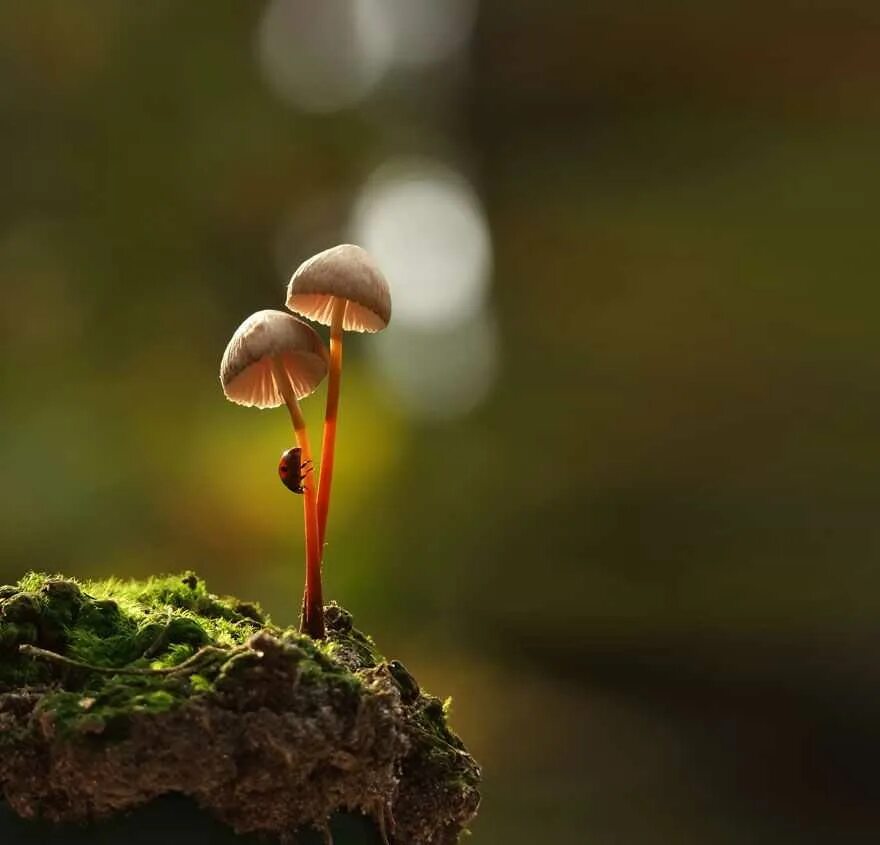 Мир природы грибы. Макромир грибы улитки. Макросъемка природа. Природа макро. Художественная Макросъемка.