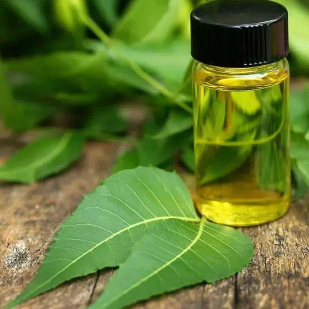 Neem Oil. Масло ним маргоза. Масло ним Аюрведа. Масло семян нима. Масло ним свойства и применение