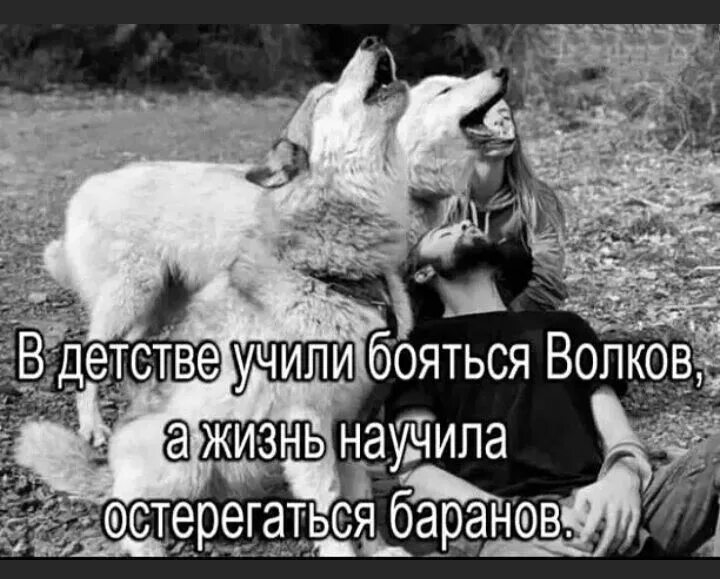 Пусть боимся мы волка и совы