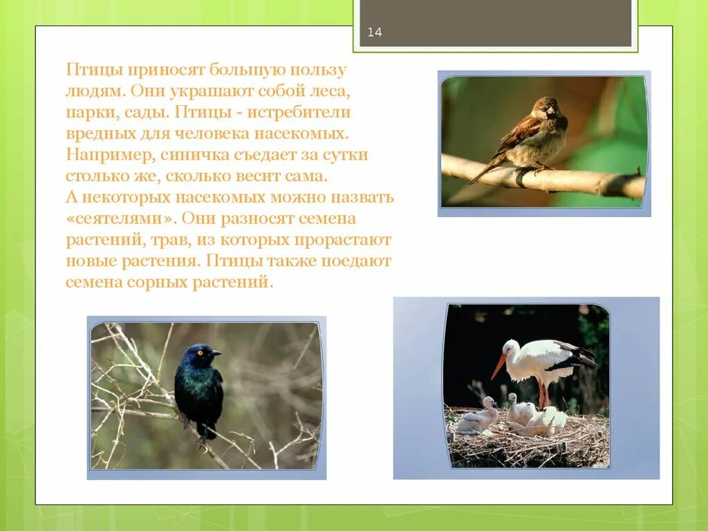 Какую пользу приносят птицы. Какую пользу приносят птицы человеку. Птицы приносят пользу лесу. Птицы лесов садов и парков. Синица съедает за день столько
