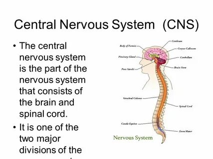 Cns