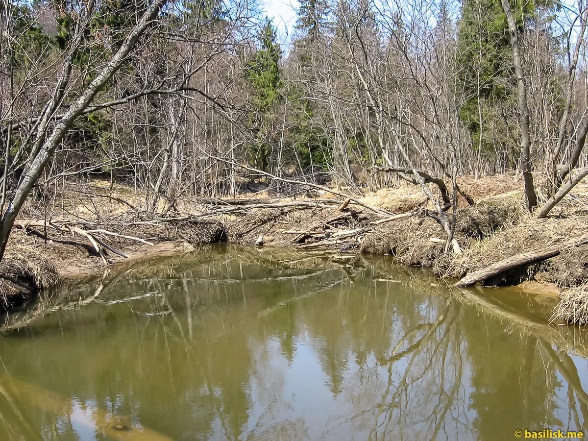 Бобры запруда. Бобры запруда. Эко деревня бобровая заводь татарстан. Бобровая заводь. Пруд бобровая заводь.