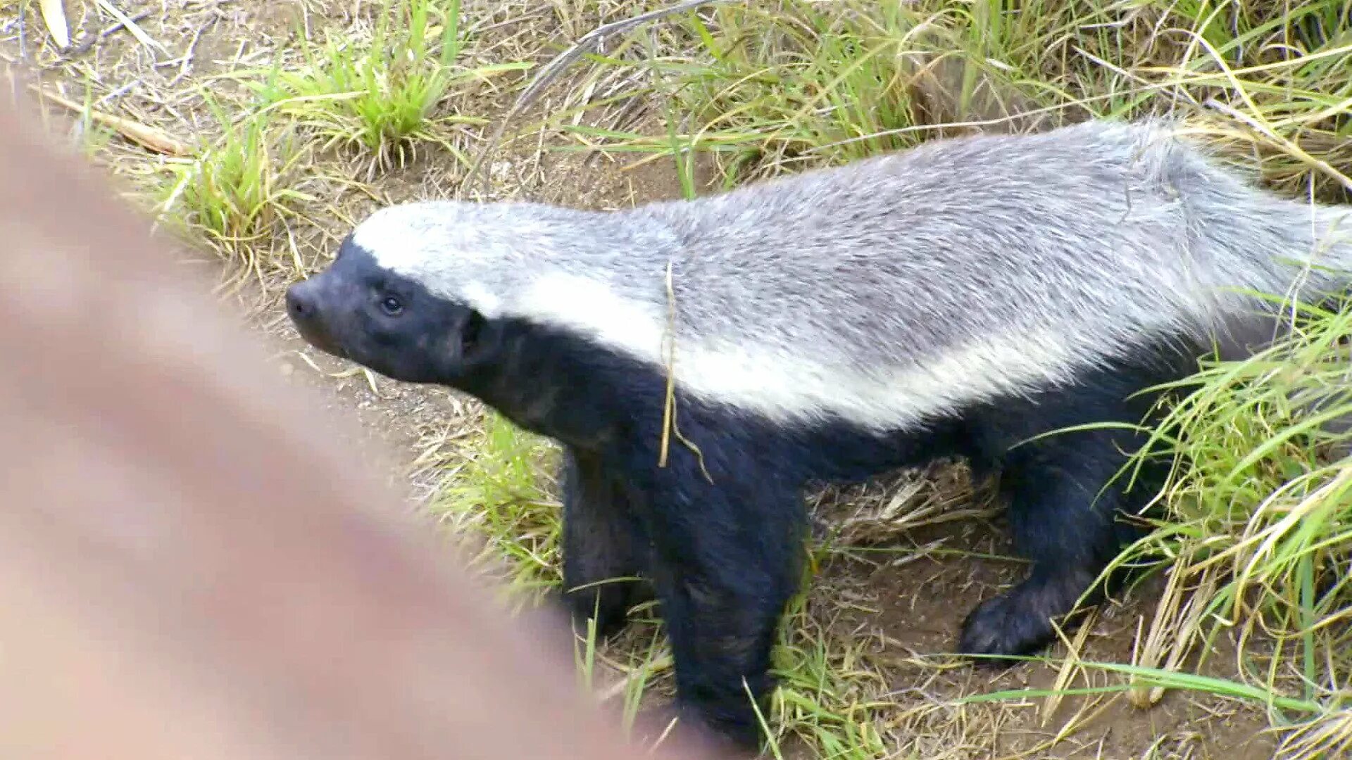 Медоед стрим. Медоед. honey badger. медоеды австралия. карликовый медоед.
