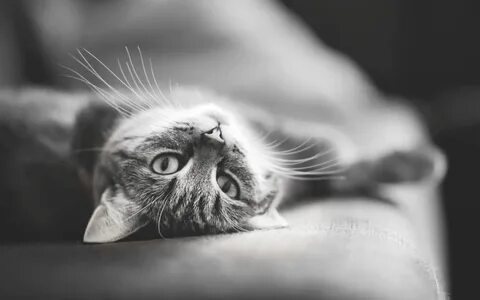 Обои котики черно белые
