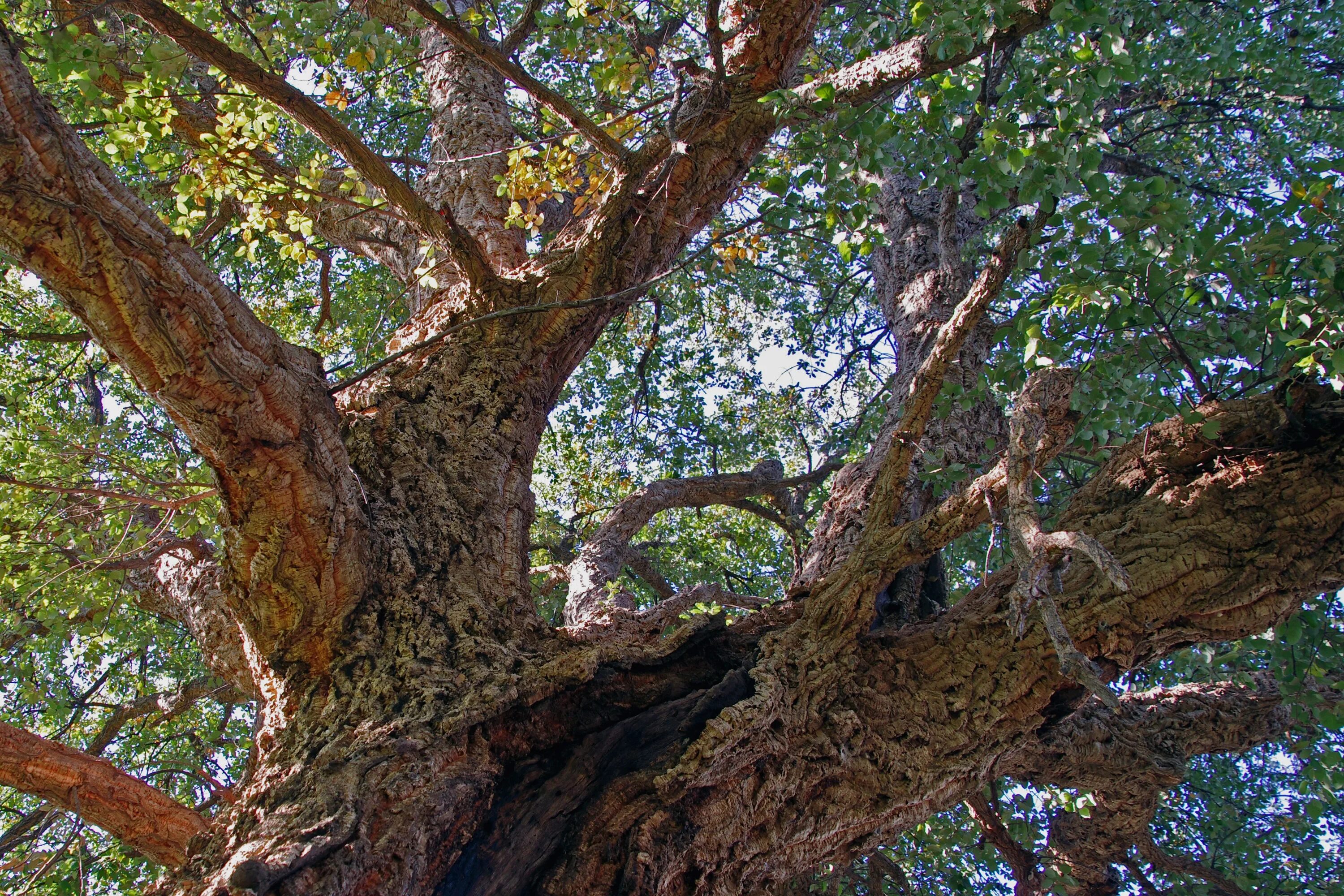 Quercus дуб пробковый. Дуб Пиренейский дерево. Пробковый дуб в Алжире. Толстая ветка дерева