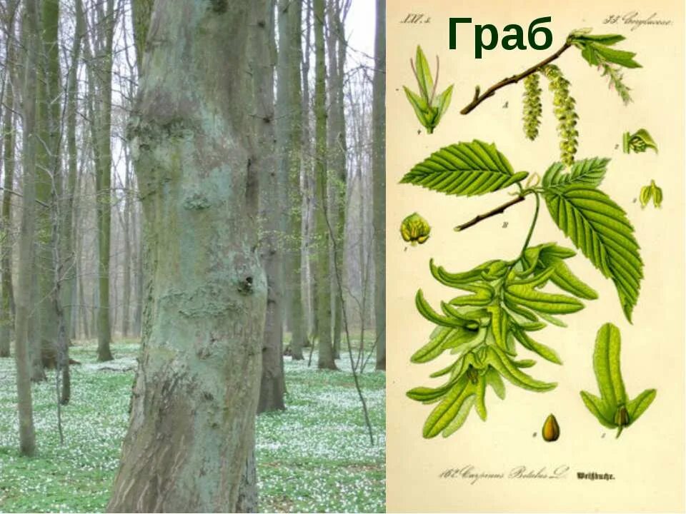 Сухоцвет Граб обыкновенный цветки, 1 кг Косметика, Эфирные масла