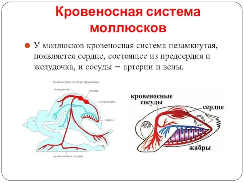 Кровяная система двустворчатых моллюсков. Строение кровеносной системы брюхоногих моллюсков. Тип моллюски строение кровеносной системы. Кровеносная система моллюсков 7 класс биология.