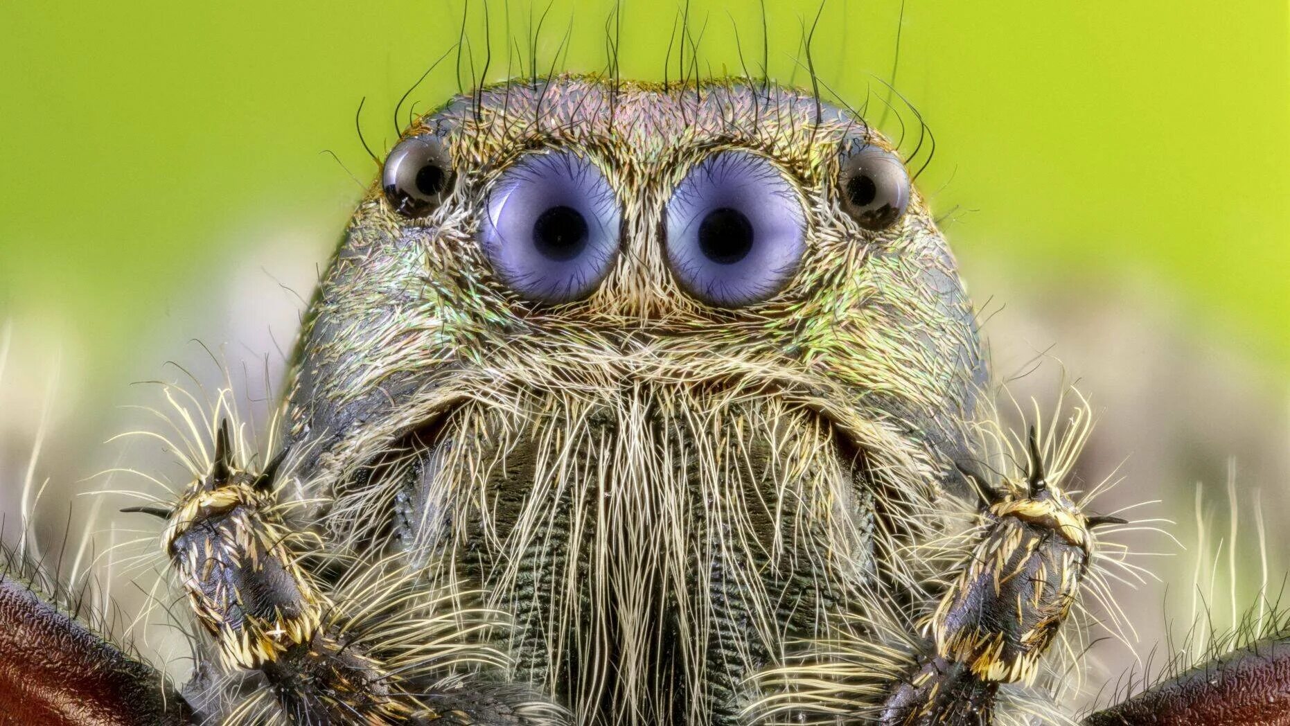 It s getting spider