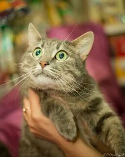 Маню коты