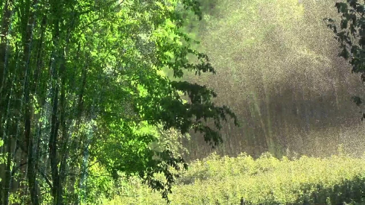 Живой звук леса. Звук природы в лесу. Лес звуки леса. Лес звучит. Шум леса и пение птиц и дождь.