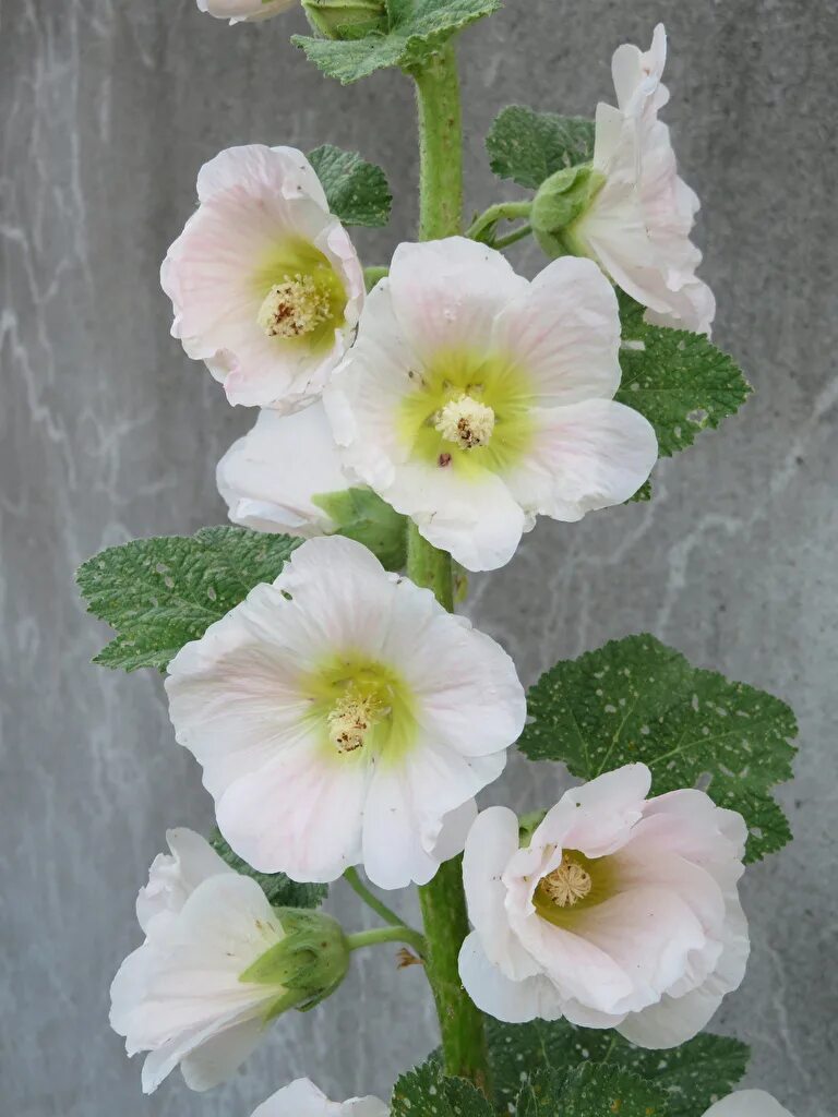 Мальва уайт. Мальва белоснежная. Мальва белая. Мальва гибридная. Мальва цветок белая.