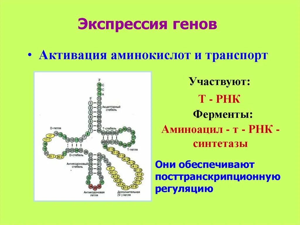 Экспрессия генов. Активация экспрессии генов. Экспрессия Гена. Активация и транспорт аминокислот.