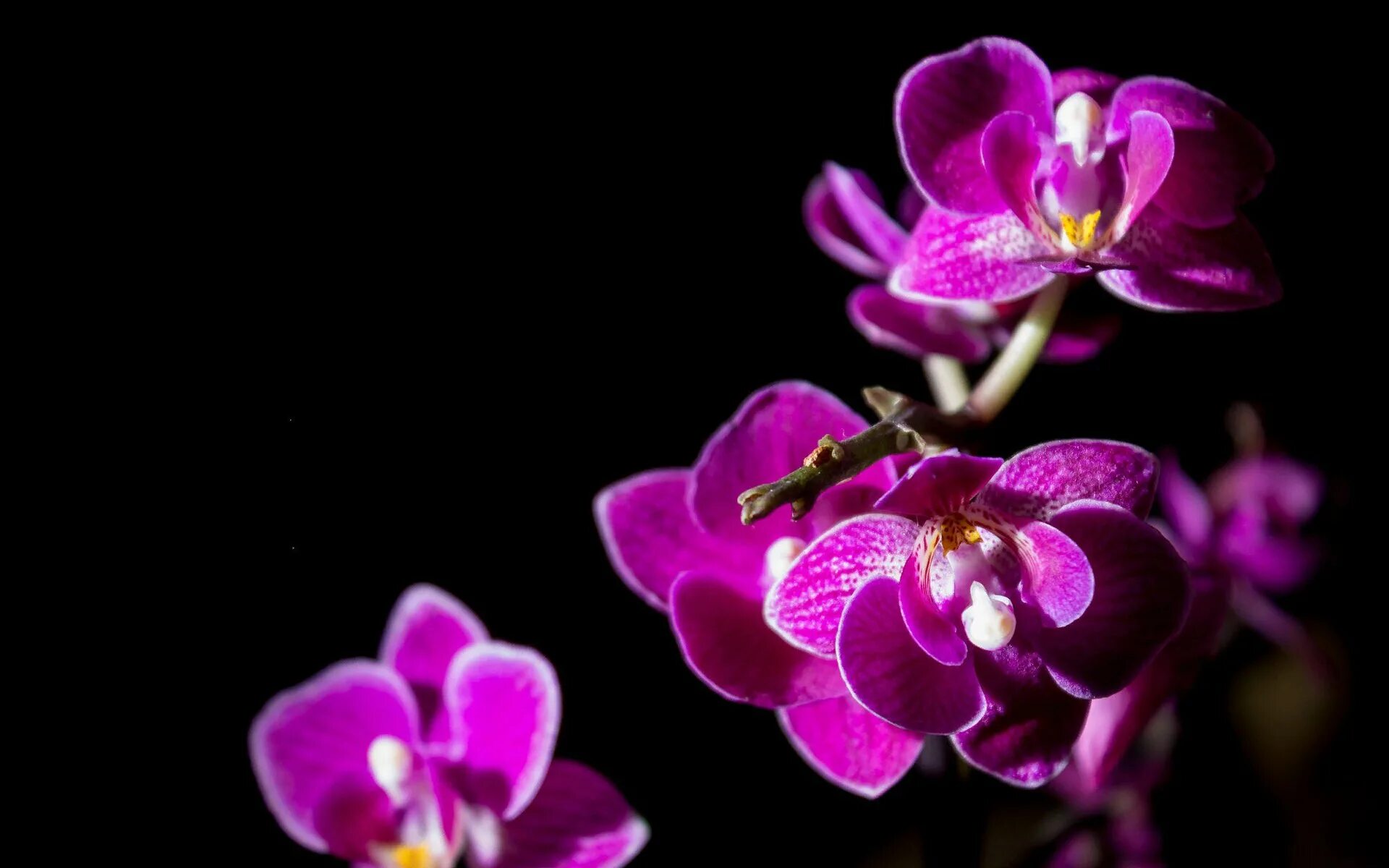 Орхидея живая цветок. Фаленопсис saporita Орхидея. Фаленопсис Monza. Орхидея фаленопсис черная. Орхидея Моцарт фаленопсис.