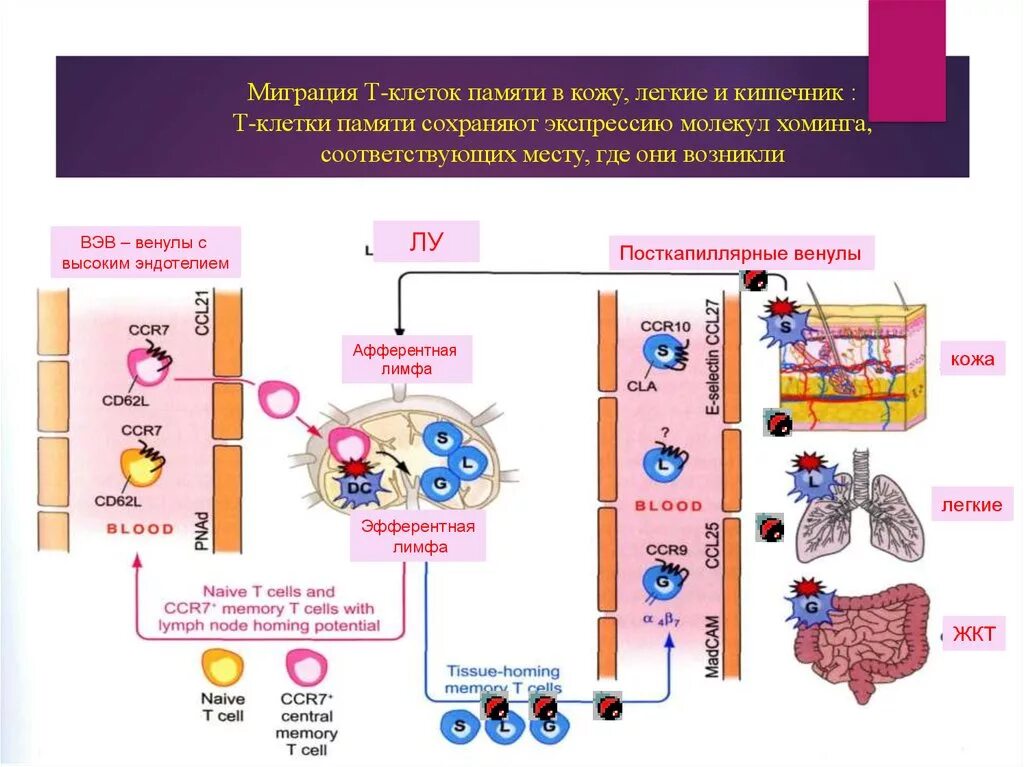 Клетки памяти т-лимфоцитов. Т клетки памяти иммунитета. Хоминг лимфоцитов. Миграция лимфоцитов.