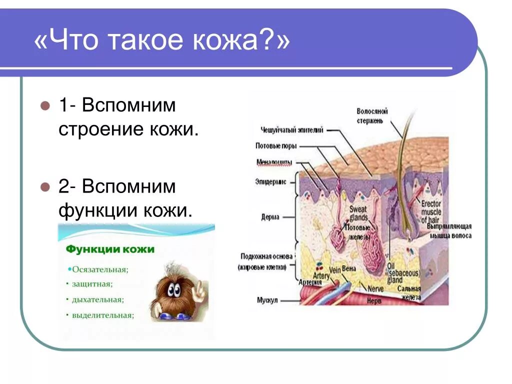 Биология 8 класс кожа таблица