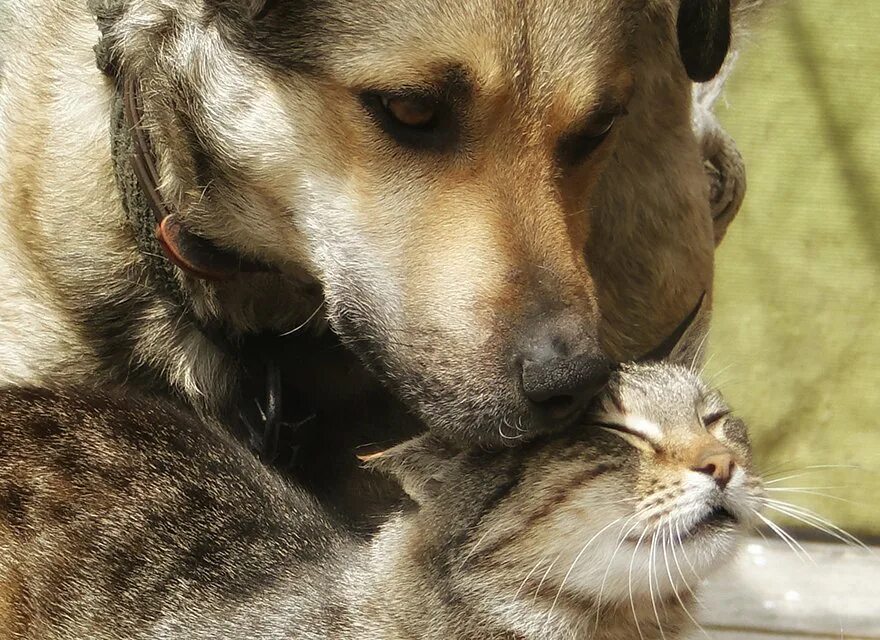 Желтые 3 скота котята. Do cats like dogs. Как кошка с собакой фразеологизм. Dogs like it. Кот с собакой дружат.