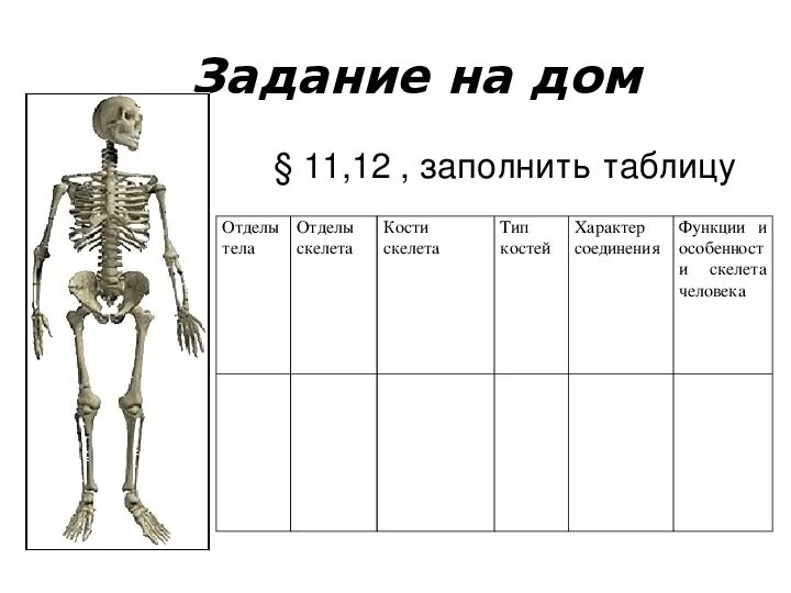 Скелет человека 8 класс биология. Строение скелета 8 класс биология. Строение скелета человека 8 класс биология. Биология 8 класс тема скелет.