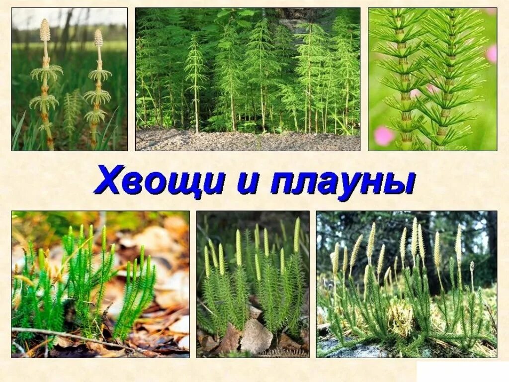 Хвощи и плауны это. Плауны в тропиках. Хвощ полевой и плаун. Хвощи и плауны. Плауновидные споровые растения.