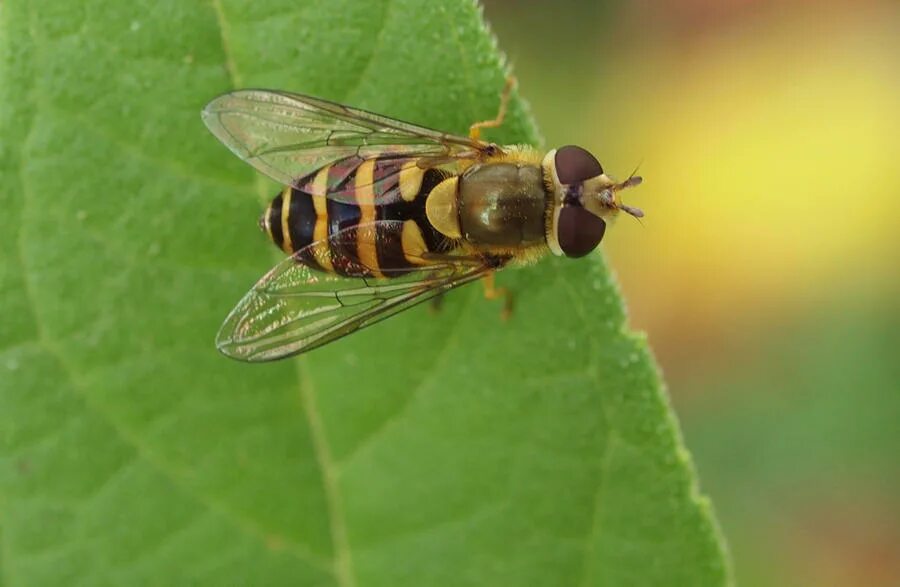 Bee fly. Мошка с желтыми полосками. Желтые полосатые мошки. Мошка черная с желтым. Маленькая желто черная мошка.