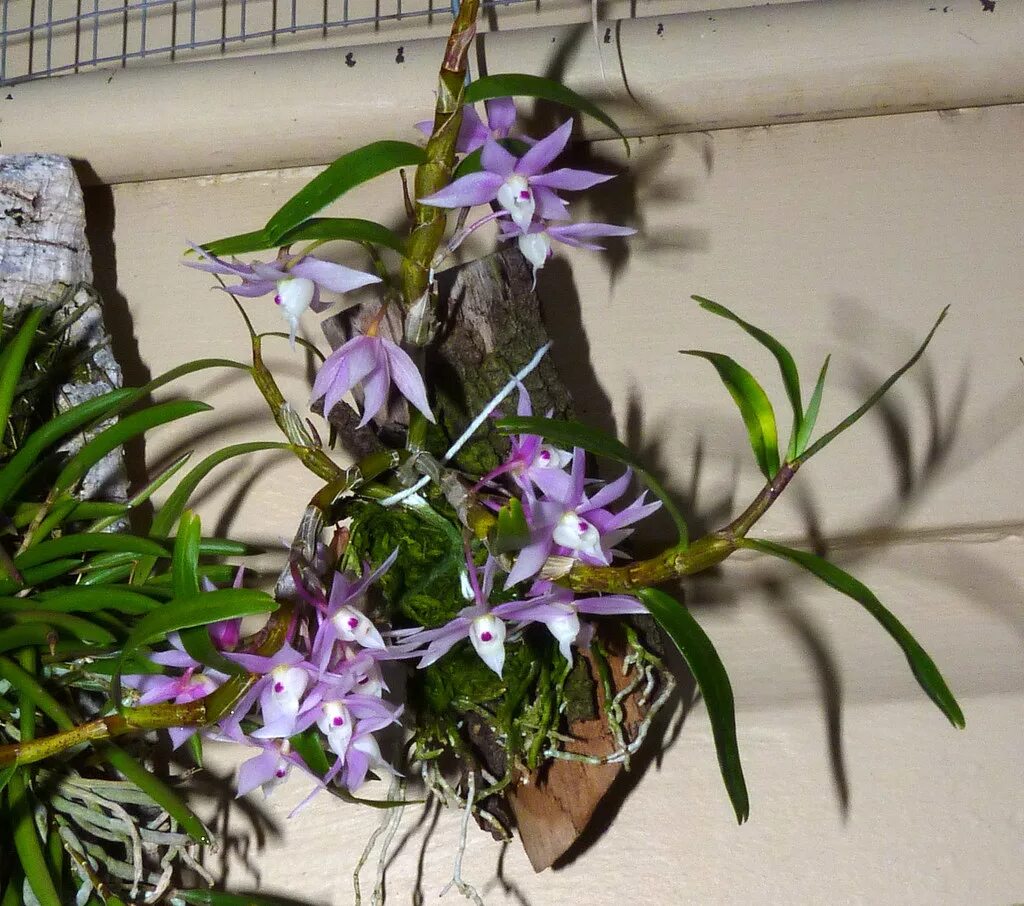 Дендробиум монилиформе. Дендробиум hwangseol. dendrobium hercoglossum. дендробиум херкоглоссум.