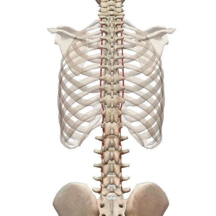 Межпоперечные мышцы позвоночника. Межостистые мышцы спины анатомия. Межпоперечные мышцы поясницы. Межостистые мышцы шеи.