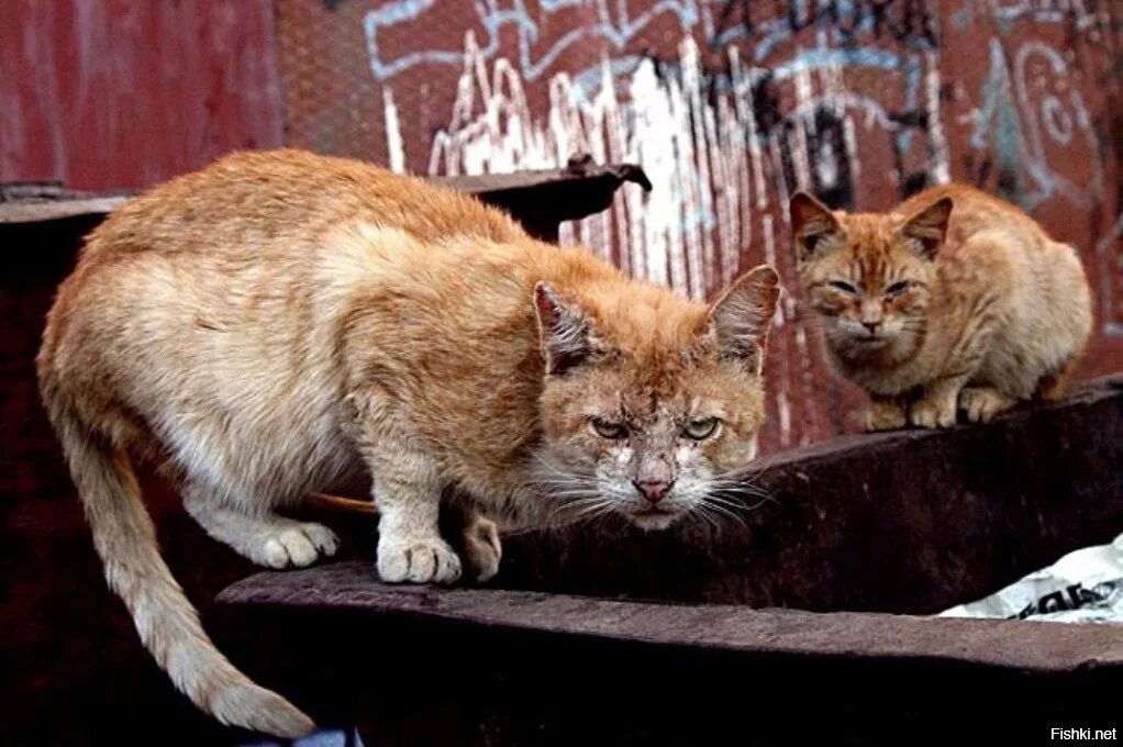 Кот в мусорке. Уличные коты. Помойный кот. Бездомные коты. Рыжий кот помойный.