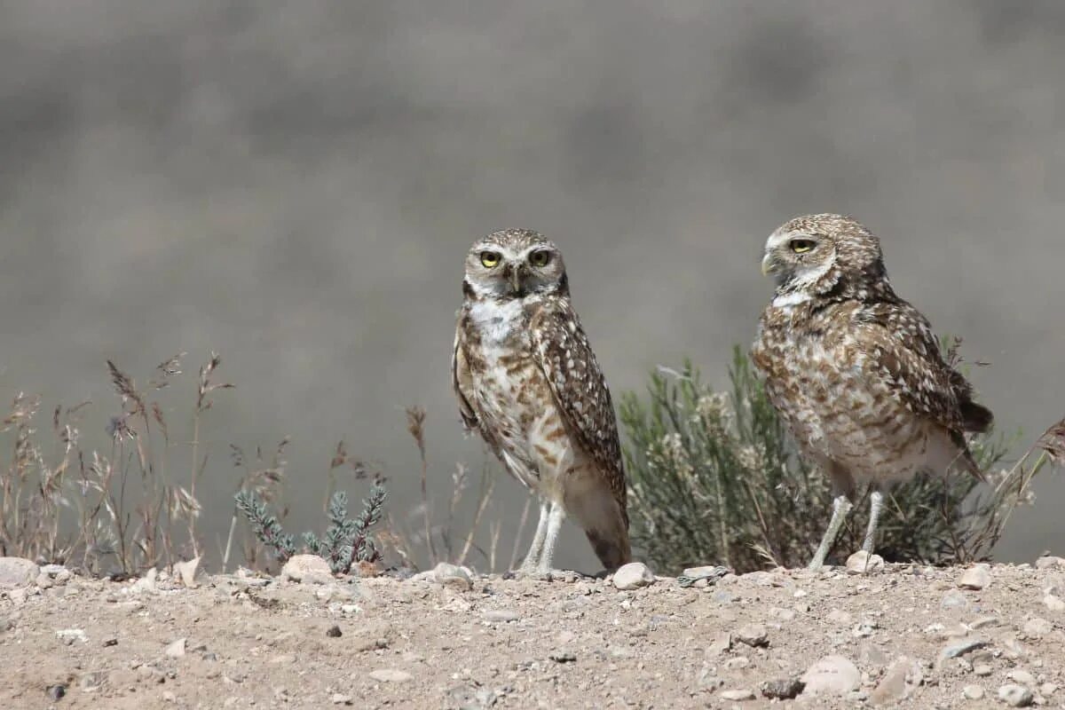 The bird of us. Кроличий Сыч трое. Кроличий Сыч аудио Мимикрия. Owl Hub. Baby Bird in dod.