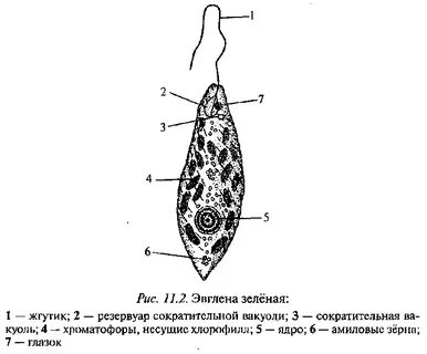 Оболочка эвглены зеленой