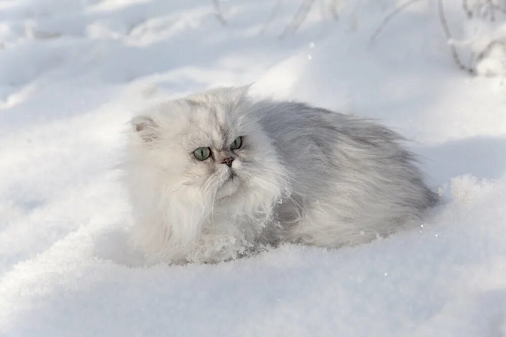 Белый кот в снегу. Пушистый кот в снегу. пушистые коты зимние. пушистая снежная зима. пушистые кошки зимой.